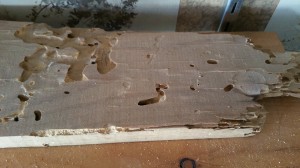 Damaged wood by termites