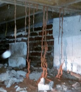 Termite Tunnels in a crawl space