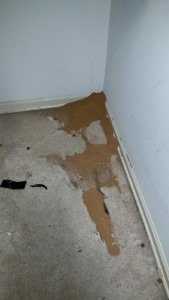 Insects in closet, Ant mound