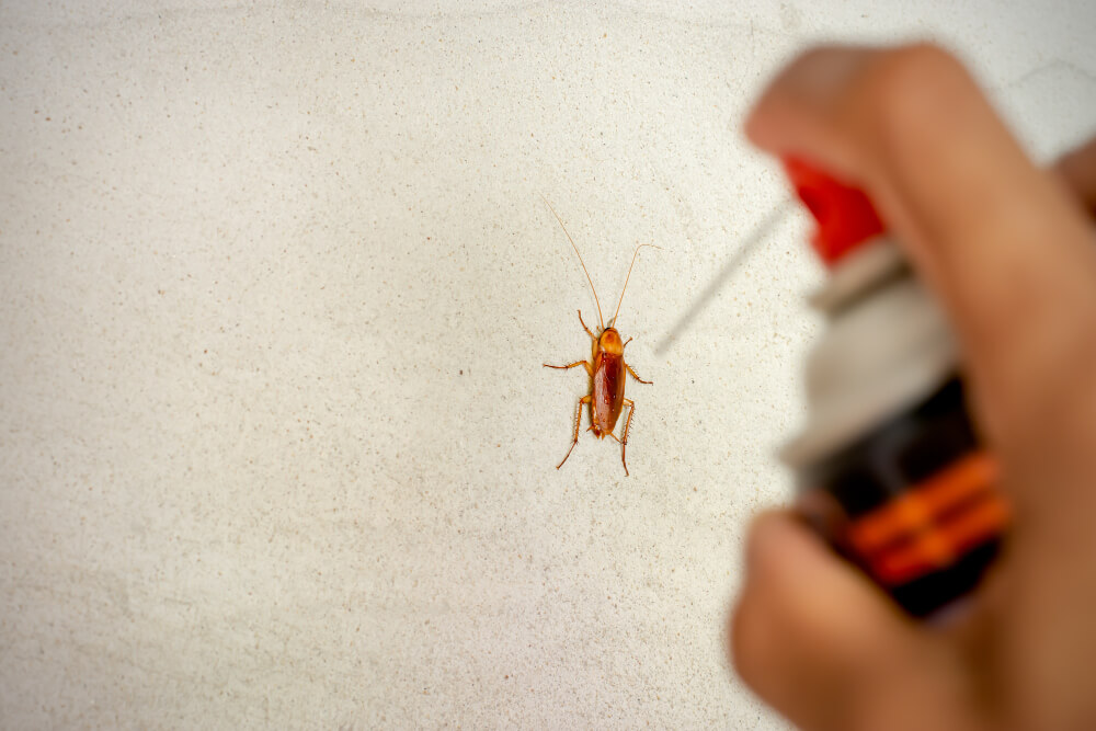 Dangers of DIY Pest Control