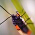 Integrated Pest Management
