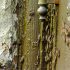 Early signs of termites