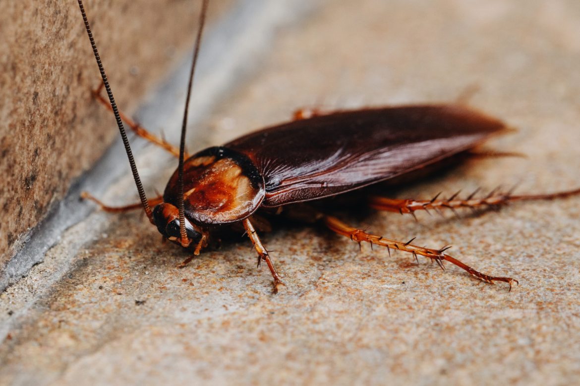Pest control for rental properties