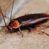 Pest control for rental properties