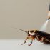 DIY pest prevention vs professional pest control